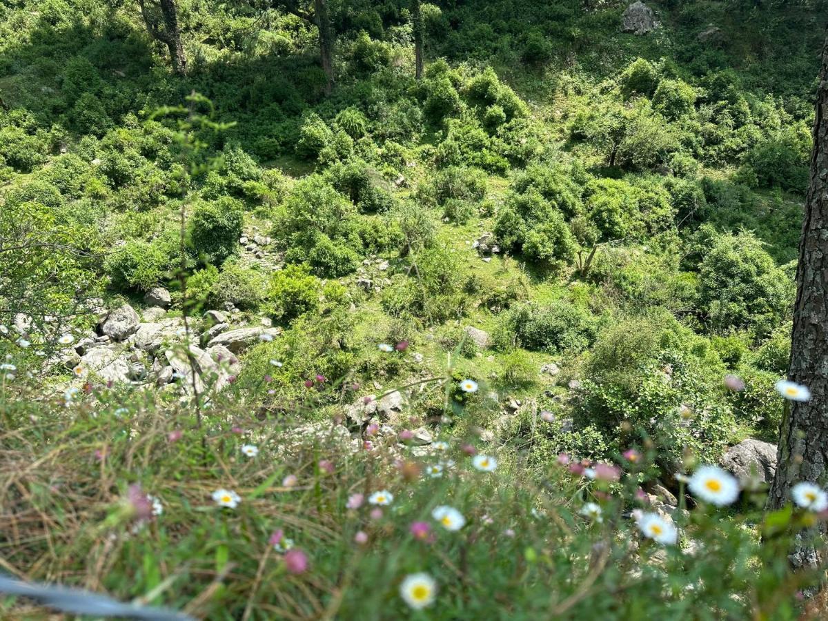Deodar Village Homestay Devalsari Mussoorie Zewnętrze zdjęcie