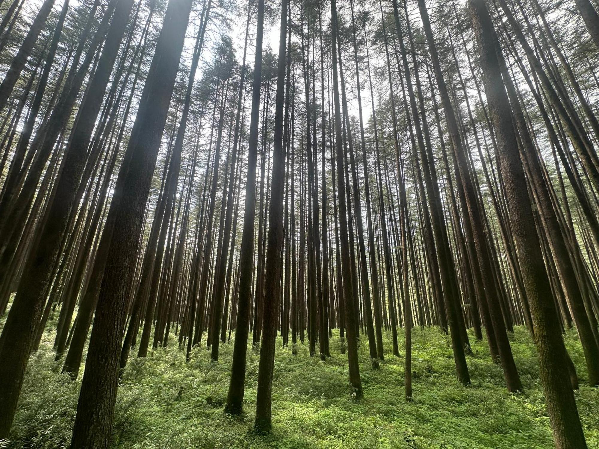 Deodar Village Homestay Devalsari Mussoorie Zewnętrze zdjęcie