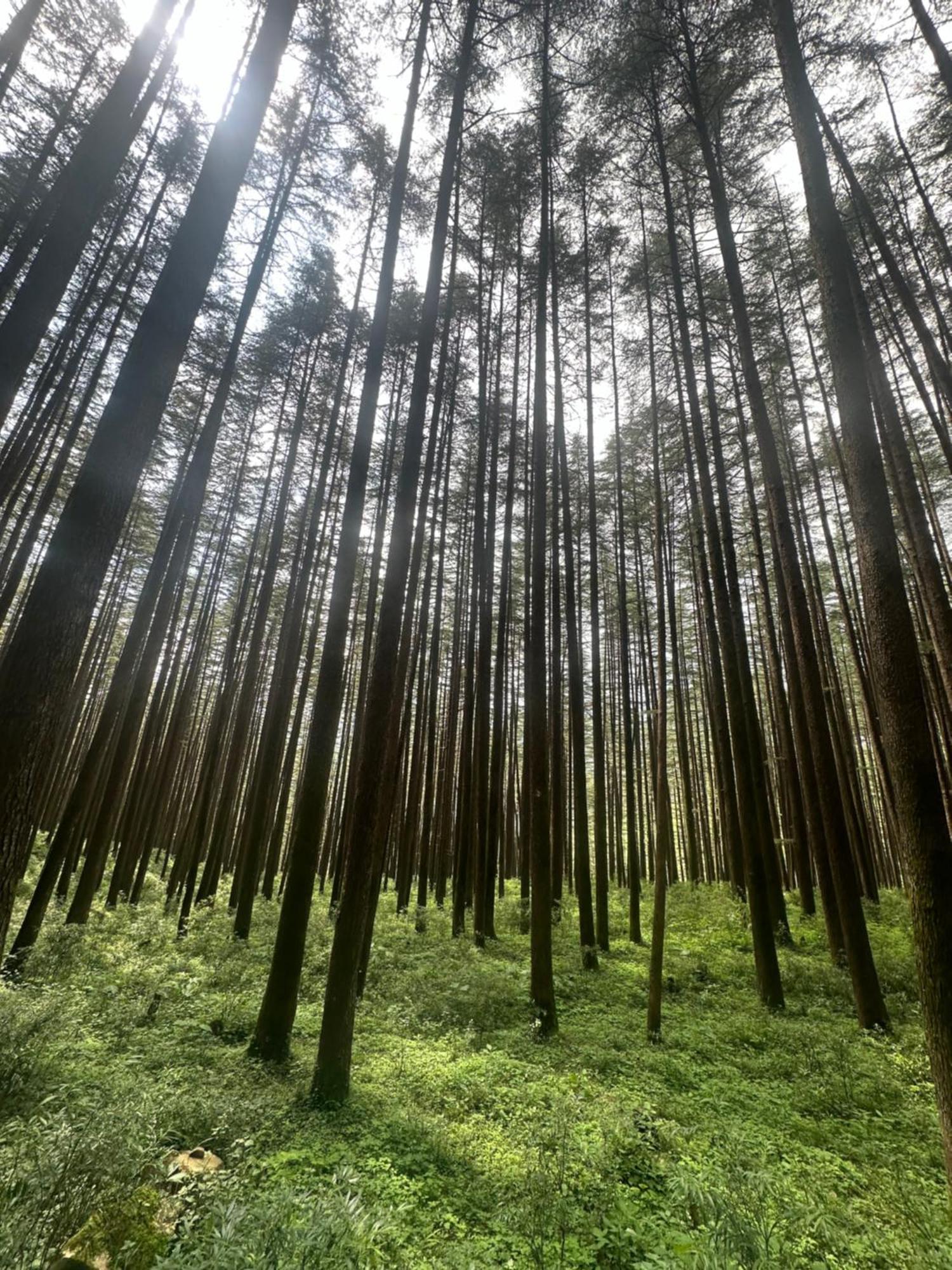 Deodar Village Homestay Devalsari Mussoorie Zewnętrze zdjęcie